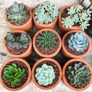 How to Care for Succulents: A Complete Beginner Guide