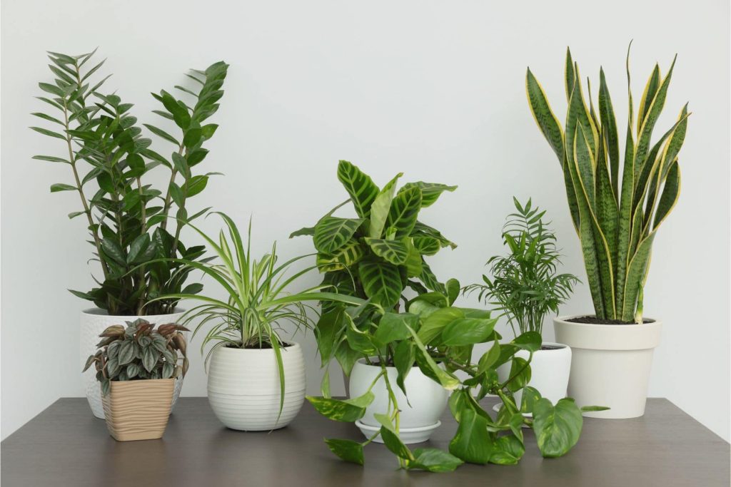 How to Grow Plants Indoors-A Beginner's Guide To Houseplants