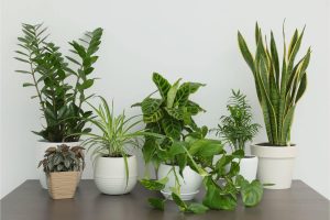 How to Grow Plants Indoors: A Beginner’s Guide To Houseplants