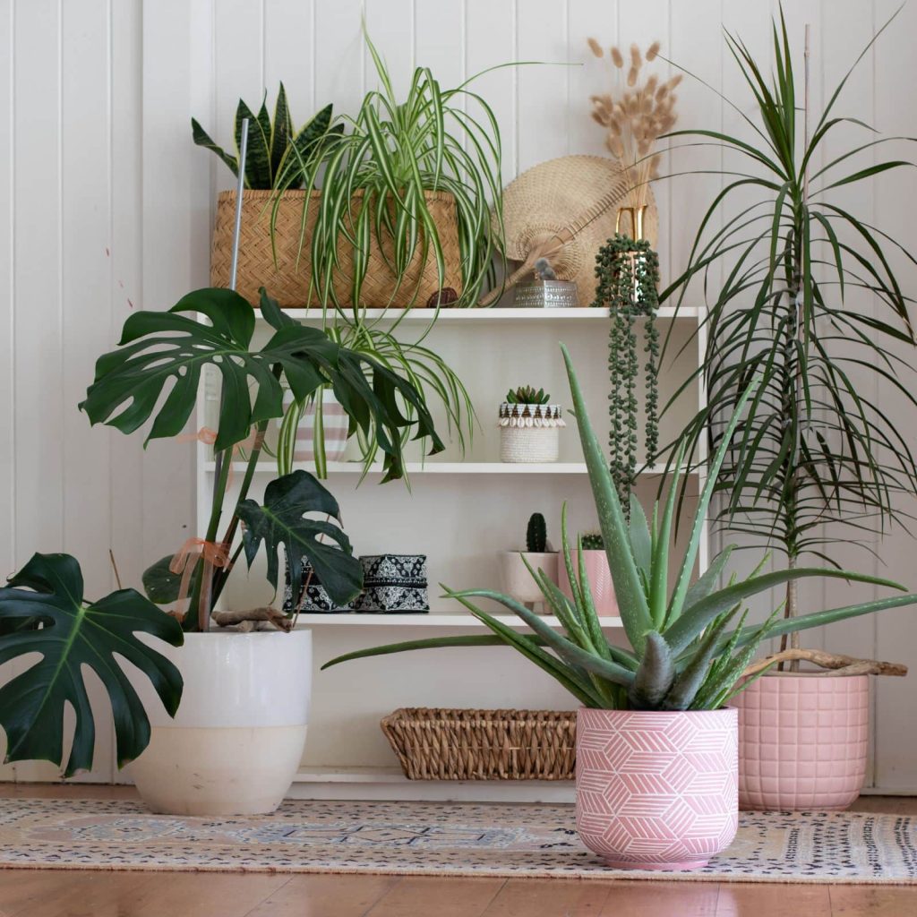 Grouping indoor plants