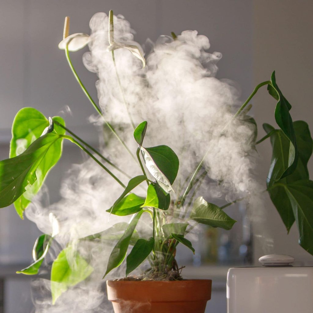 How To Increase Humidity For Indoor Plants