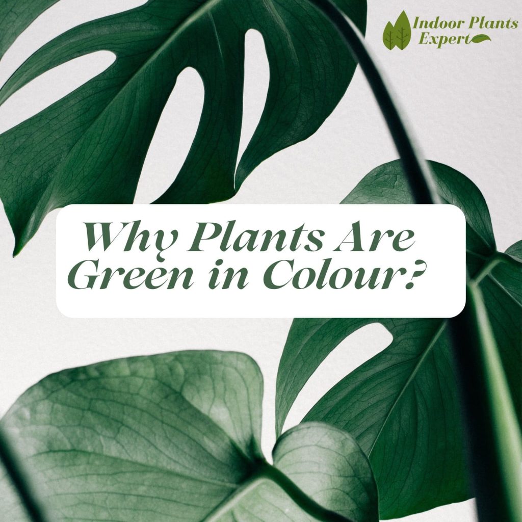 Why Plants Are Green in Color