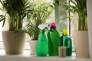 Fertilizing Indoor Plants: All You Need To Know