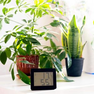 Importance of Humidity for Plants: All You Need to Know