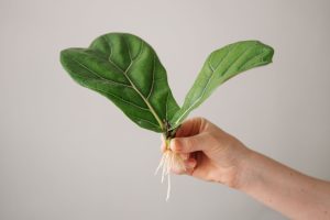 How to Propagate Indoor Plants: A Beginner’s Guide