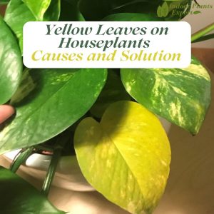 Yellow Leaves On Houseplants: Causes and Solution