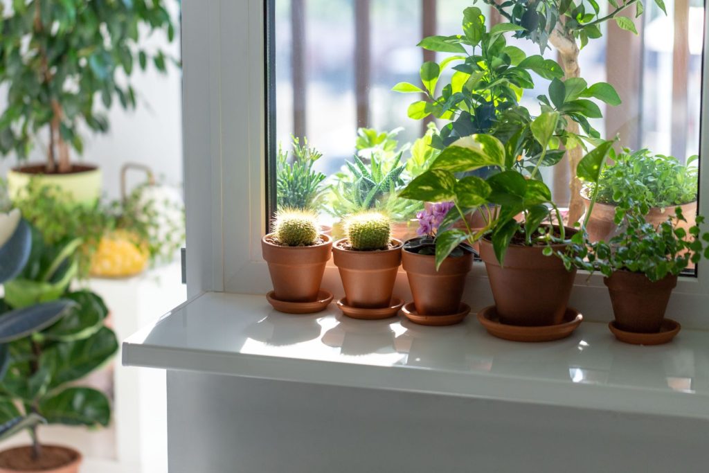 How to Keep Indoor Plants Alive in Winter