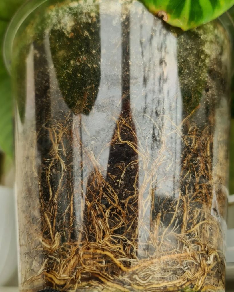 Calathea Zebrina root