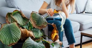 Rescue Tips: How to Save a Dying Calathea Plant